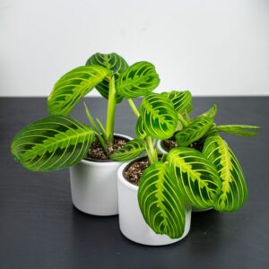 maranta