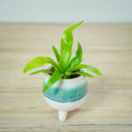 paproc-zanokcica-baby-asplenium