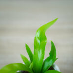 paproc-zanokcica-baby-asplenium