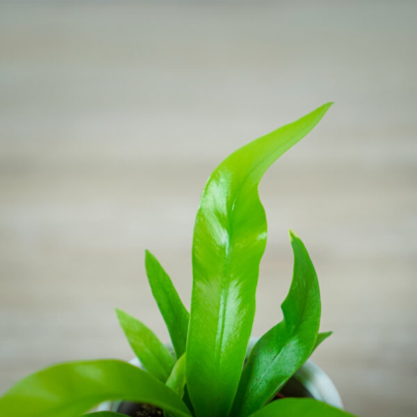 paproc-zanokcica-baby-asplenium (2) paproc-zanokcica-baby-asplenium
