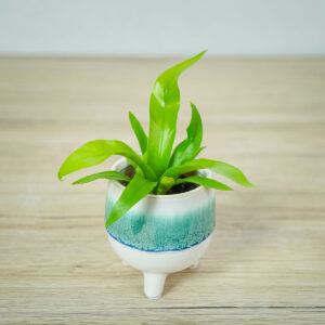paproc-zanokcica-baby-asplenium