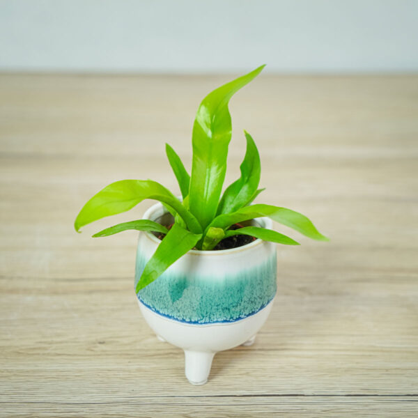 paproc-zanokcica-baby-asplenium paproc-zanokcica-baby-asplenium