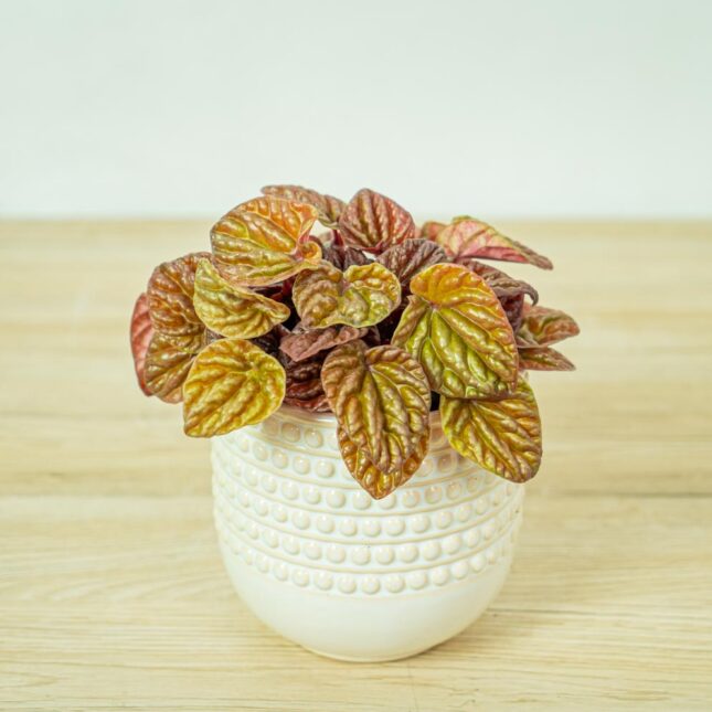 peperomia-caperata-quito peperomia-caperata-quito