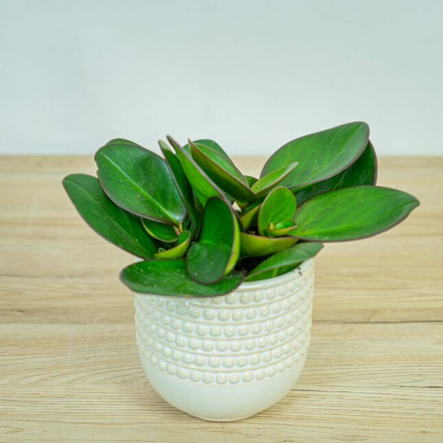 peperomia-red-margin