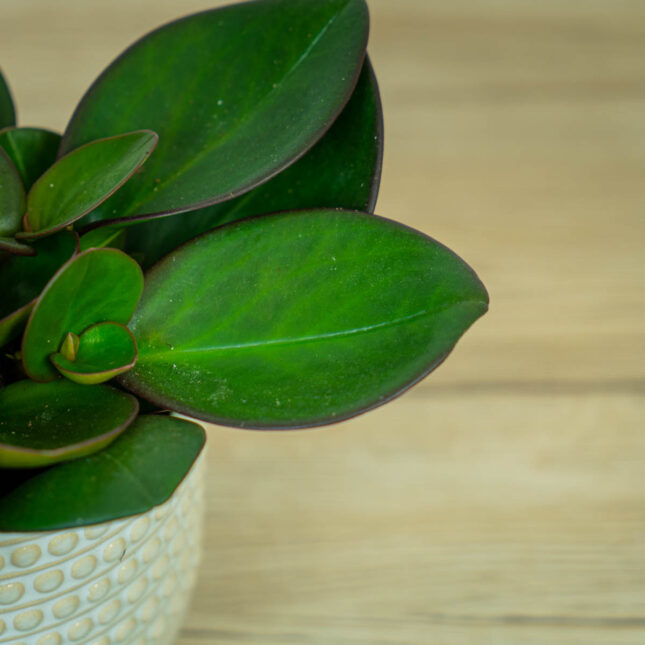 peperomia-red-margin1 peperomia-red-margin