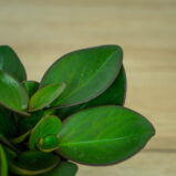 peperomia-red-margin
