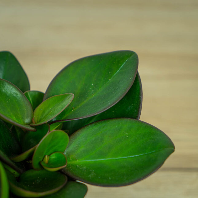 peperomia-red-margin2 peperomia-red-margin