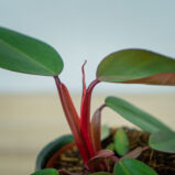 philodendron-red-emerald