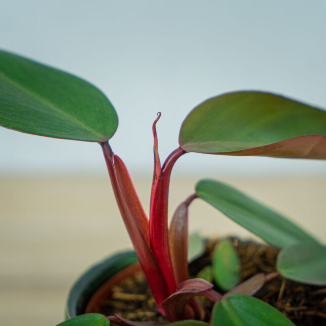 philodendron-red-emerald (2) philodendron-red-emerald