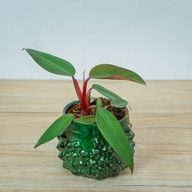 philodendron-red-emerald philodendron-red-emerald