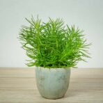 starzec-azjatycki-himalaya-senecio-archeri