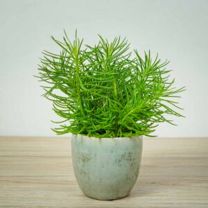 starzec-azjatycki-himalaya-senecio-archeri