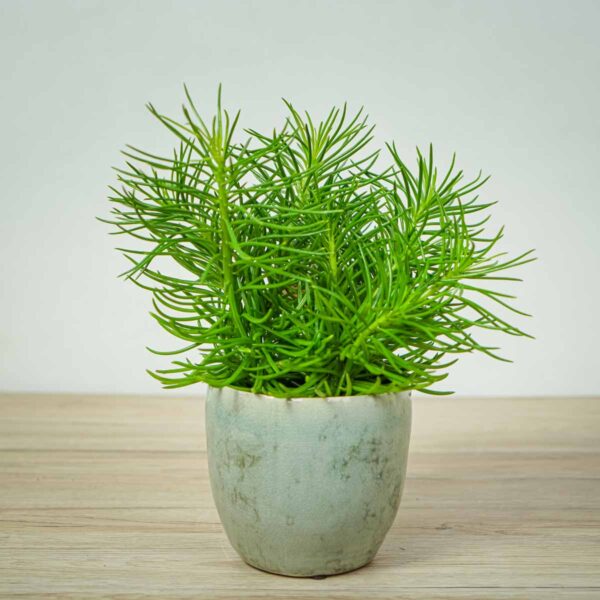 starzec-azjatycki-himalaya-senecio-archeri