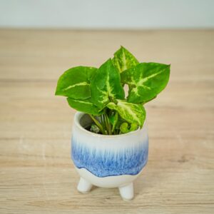 syngonium-green-robusta-alchetron-baby