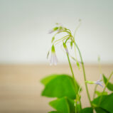 szczawik-zielony-birgit-oxalis-triangularis