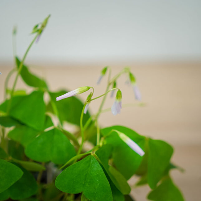 szczawik-zielony-birgit-oxalis-triangularis (3) szczawik-zielony-birgit-oxalis-triangularis