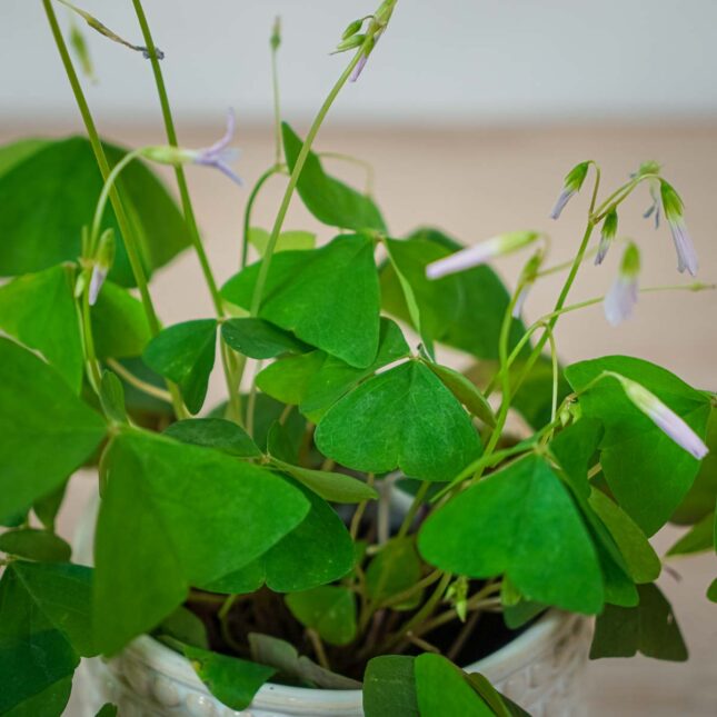 szczawik-zielony-birgit-oxalis-triangularis (4) szczawik-zielony-birgit-oxalis-triangularis