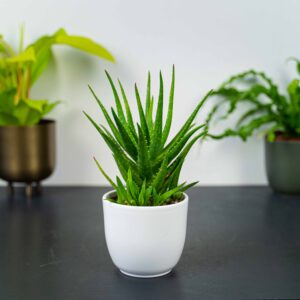 aloes-mitriformis