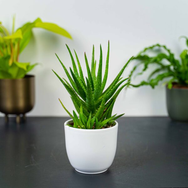 aloes-mitriformis
