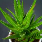aloes-mitriformis
