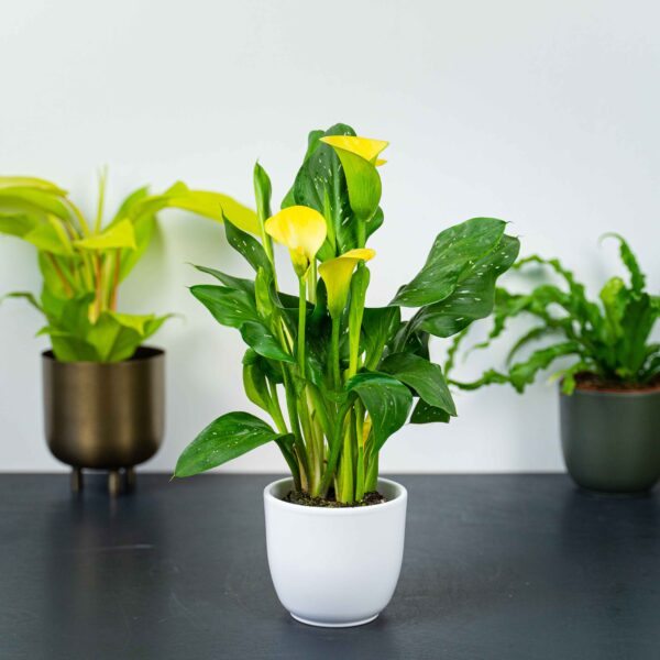 zantedeschia-yellow-kalla