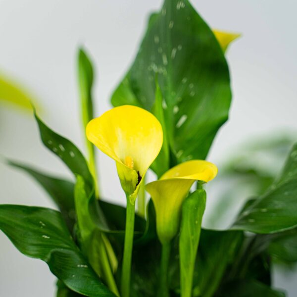 zantedeschia-yellow-kalla zantedeschia-yellow-kalla
