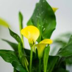 zantedeschia-yellow-kalla