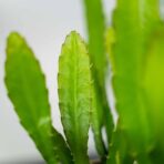 epiphyllum-red-tip
