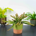 lepismium-cruciforme-red-tip
