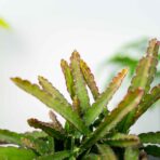 lepismium-cruciforme-red-tip