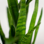 sansevieria-zeylanica-greenline