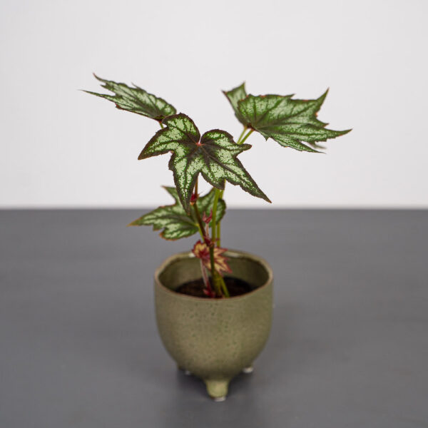begonia-little-brother-montgomery begonia-little-brother-montgomery