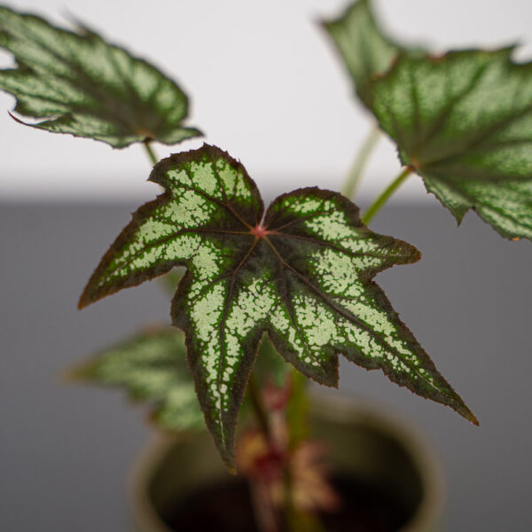 begonia-little-brother-montgomery begonia-little-brother-montgomery