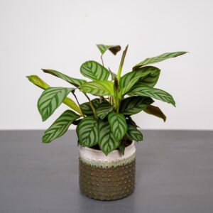 ctenanthe-setosa-compactstar