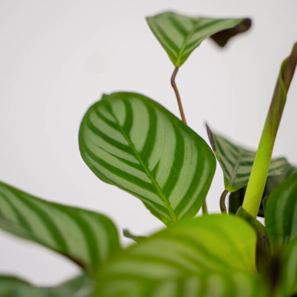 ctenanthe-setosa-compactstar ctenanthe-setosa-compactstar