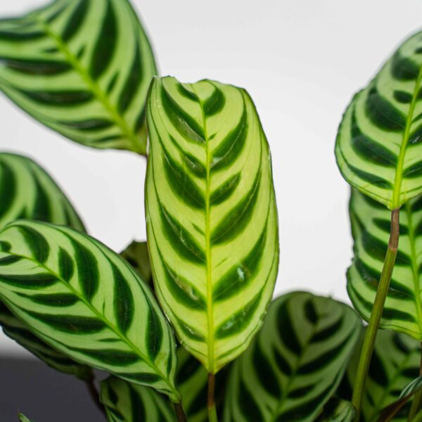 ctenanthe-fishbone ctenanthe-fishbone