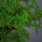 geranium-anginka-pelargonium-graveolens