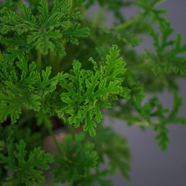 geranium-anginka-pelargonium-graveolens geranium-anginka-pelargonium-graveolens