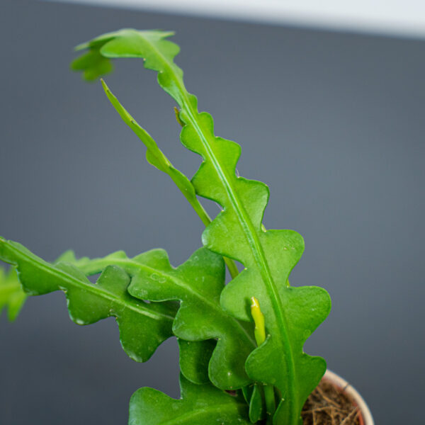 kaktus-zygzak-baby-epiphyllum-anguliger kaktus-zygzak-baby-epiphyllum-anguliger
