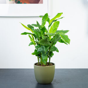 kardamon-malabarski-elettaria-cardamomum