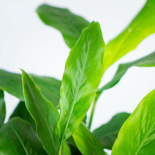kardamon-malabarski-elettaria-cardamomum kardamon-malabarski-elettaria-cardamomum