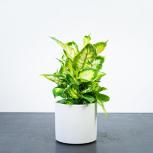 diffenbachia-cool-beauty