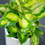 diffenbachia-cool-beauty