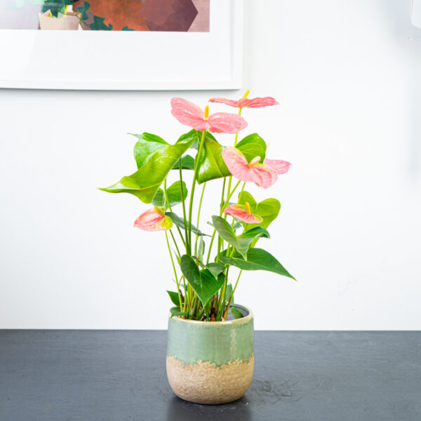 anthurium-pink-coral