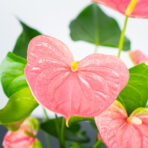 anthurium-pink-coral