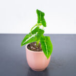 syngonium-wendlandii
