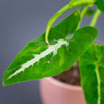 syngonium-wendlandii