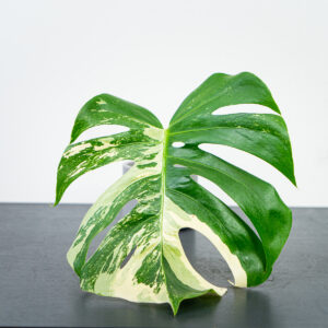 monstera-deliciosa-variegata-sadzonka