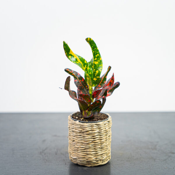 codiaeum-mammi-baby-kroton codiaeum-mammi-baby-kroton