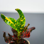 codiaeum-mammi-baby-kroton